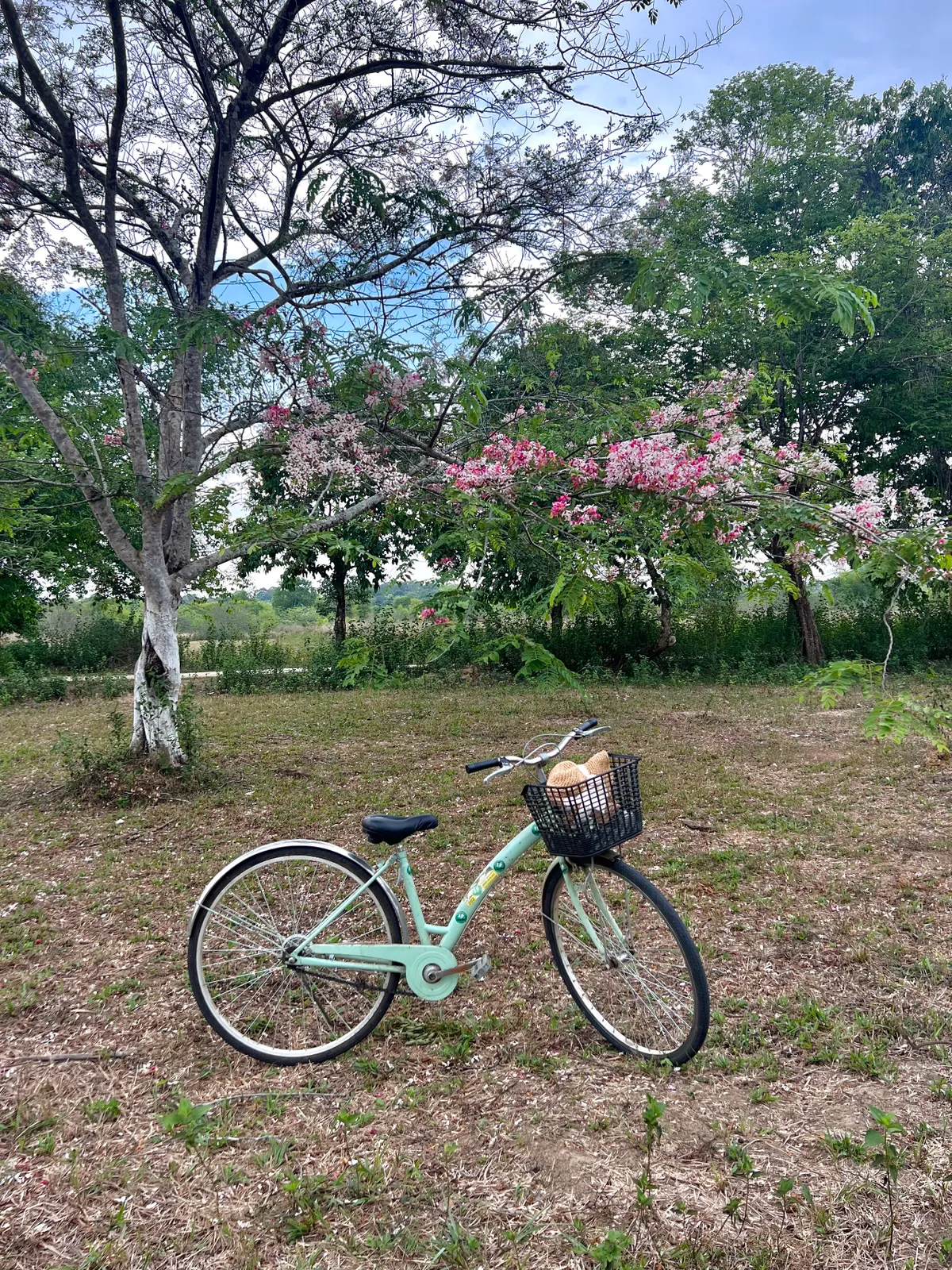 Hoa đào nở hồng rực rỡ trên Vườn quốc gia Cát Tiên - Ảnh 3.