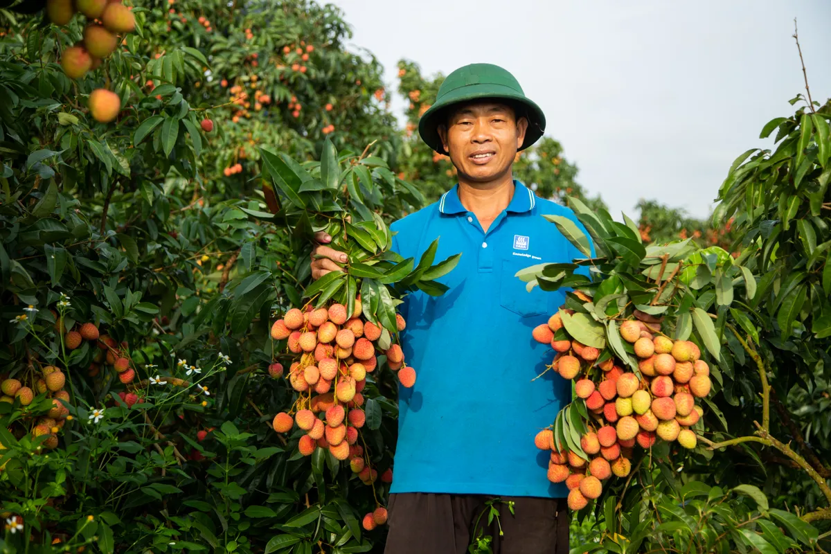 Vải thiều mất mùa: Kẻ khóc - người cười - Ảnh 5.