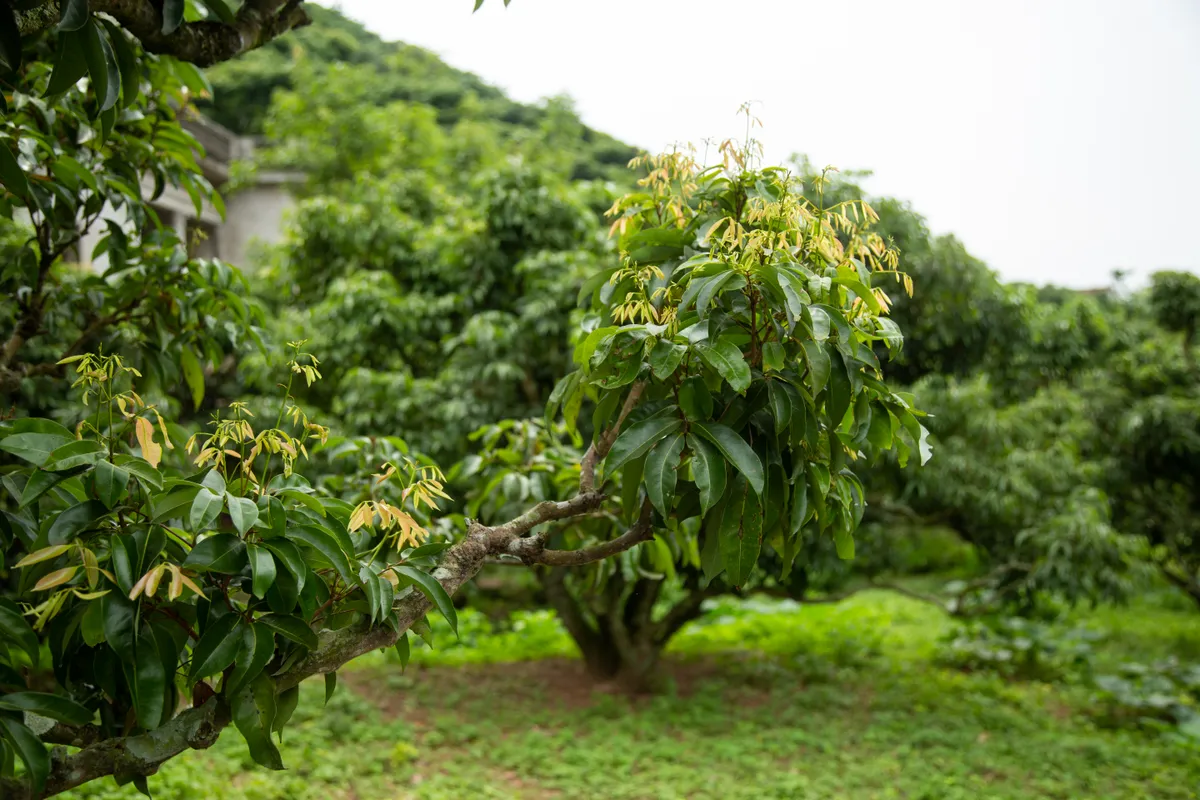 Vải thiều mất mùa: Kẻ khóc - người cười - Ảnh 4.
