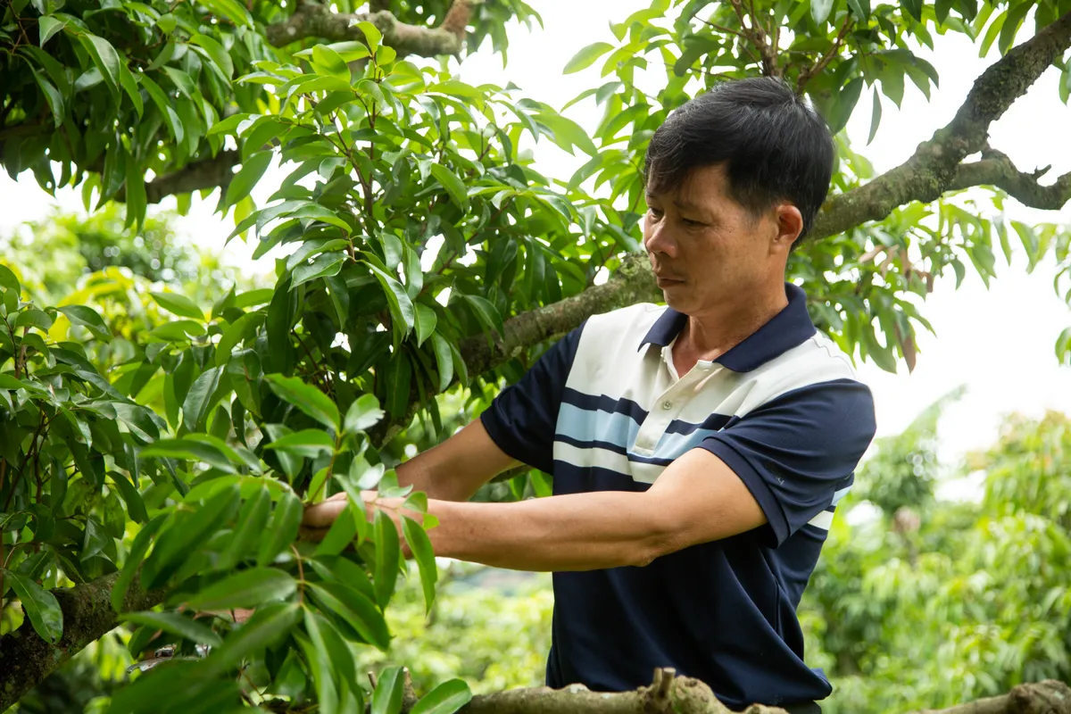 Vải thiều mất mùa: Kẻ khóc - người cười - Ảnh 1.