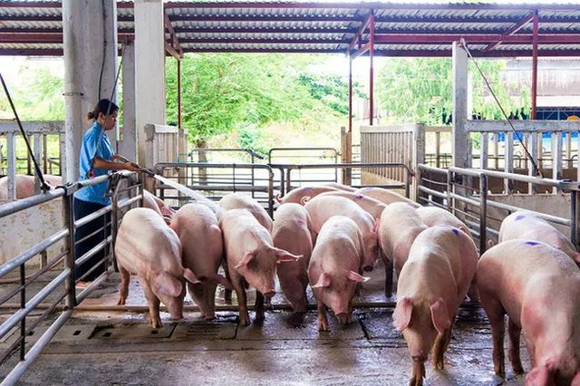 Giá lợn hơi tăng cao nhất trong 2 năm - Ảnh 1.