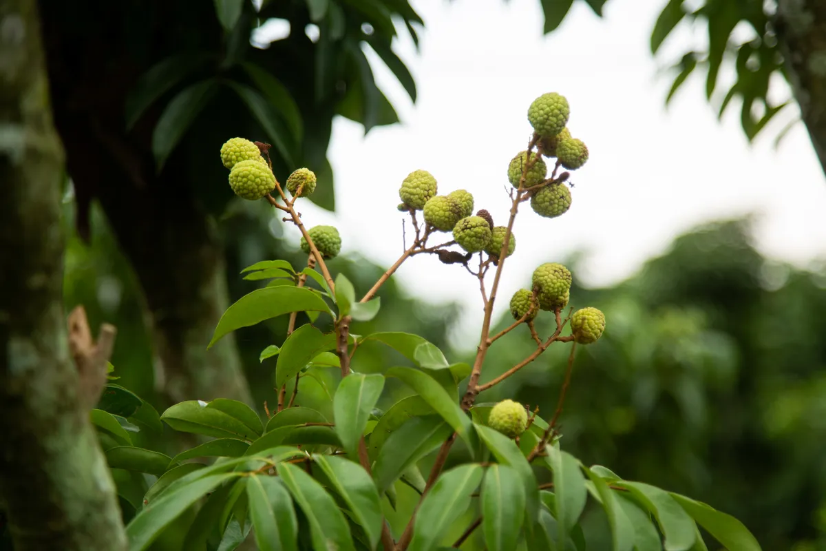 Doanh nghiệp xuất khẩu lao đao v&igrave; quả vải - Ảnh 3.