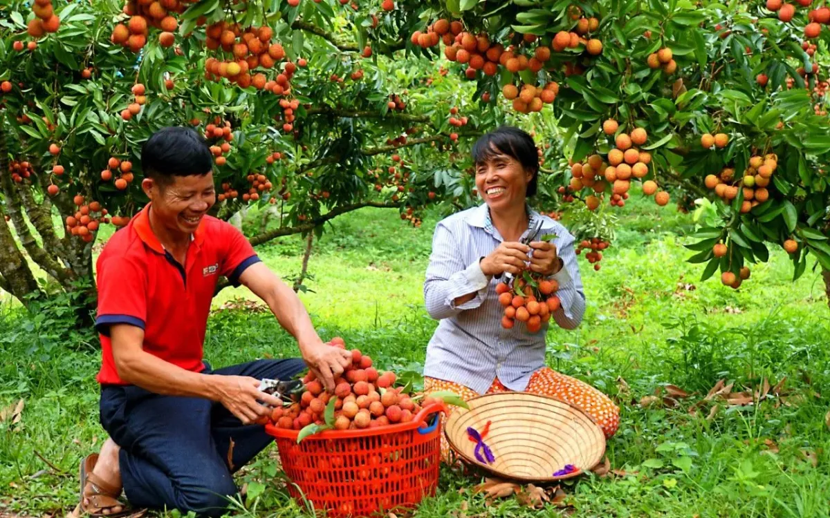 Quả vải to như quả trứng, hái đến đâu bán hết ngay đến đó. - Ảnh 1.