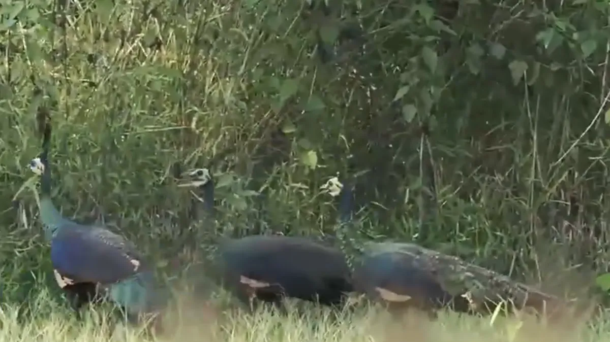 Kinh nghiệm của vườn quốc gia được c&ocirc;ng nhận Danh lục xanh - Ảnh 2.