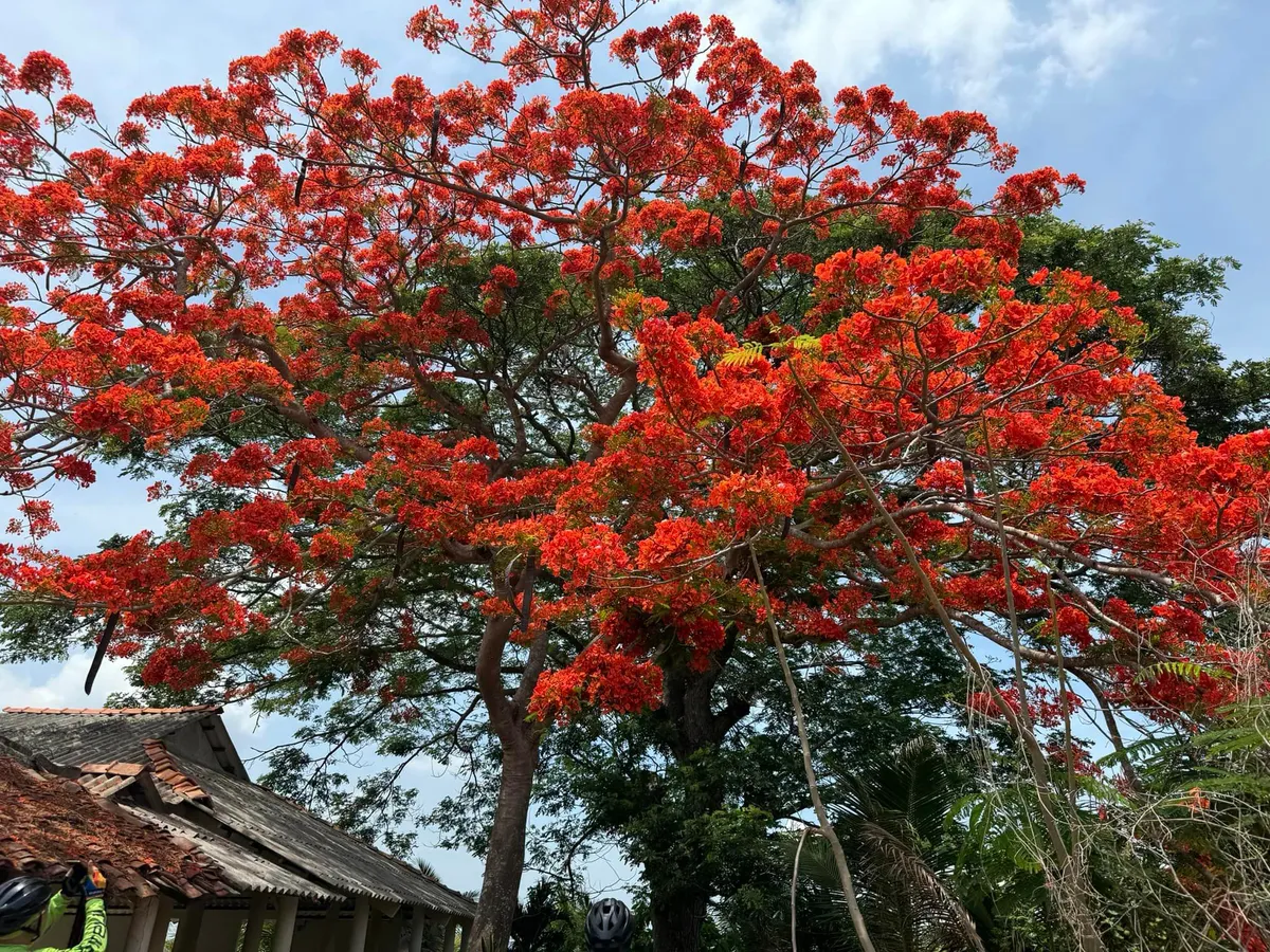 Trải nghiệm ngày hè ở nông thôn - Ảnh 2.