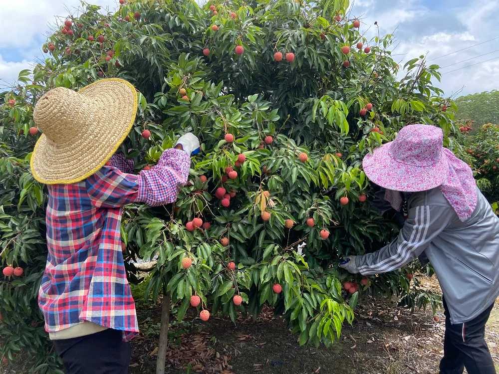 Cống Vi&ecirc;n - vườn vải cổ thụ ng&agrave;n năm tuổi ở Trung Quốc - Ảnh 1.