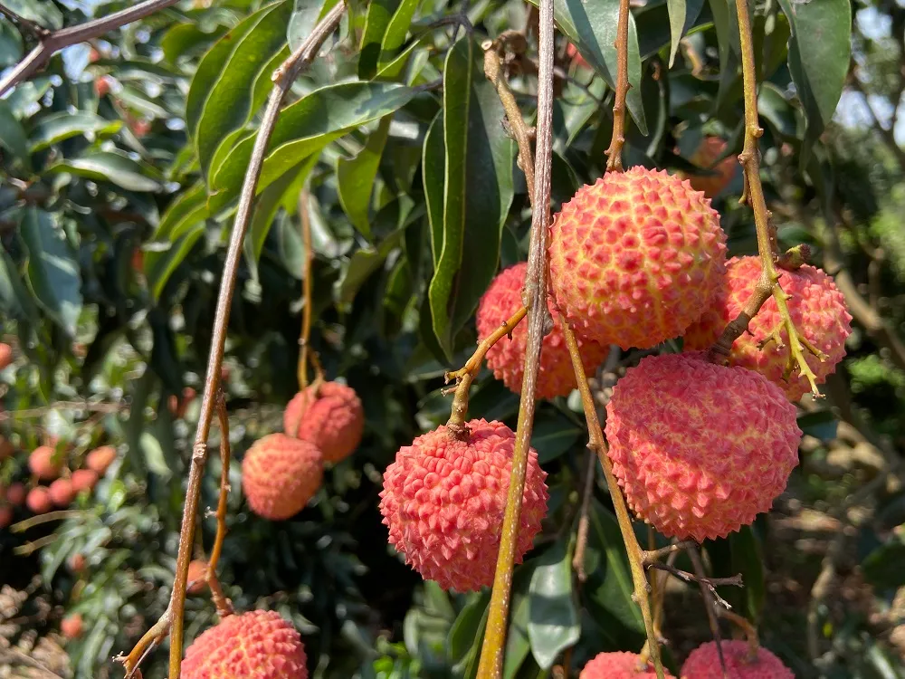 Cống Vi&ecirc;n - vườn vải cổ thụ ng&agrave;n năm tuổi ở Trung Quốc - Ảnh 2.