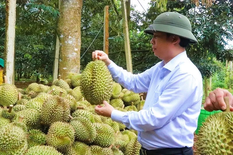 Ngành hàng sầu riêng niên vụ năm 2024 dự báo nhiều thách thức - Ảnh 4.