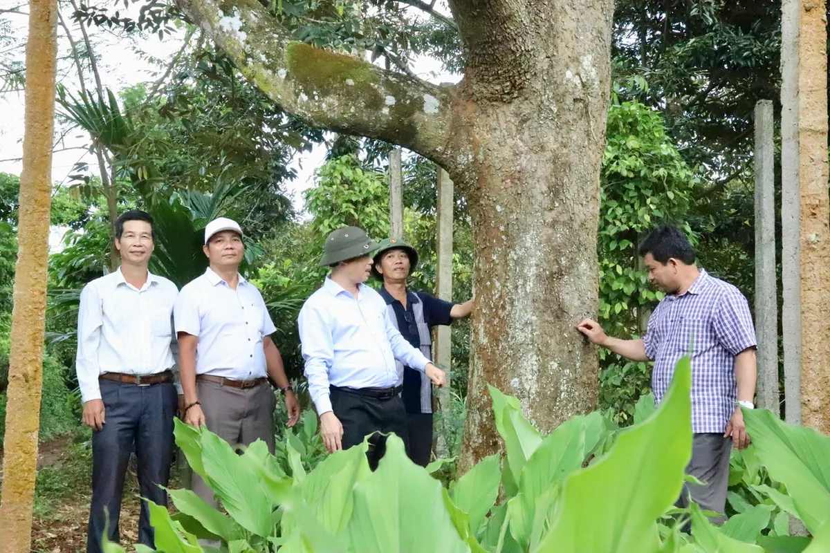 Ngành hàng sầu riêng niên vụ năm 2024 dự báo nhiều thách thức - Ảnh 6.