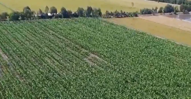 Biến v&ugrave;ng đất chết th&agrave;nh c&aacute;nh đồng lớn tiền tỷ - Ảnh 1.