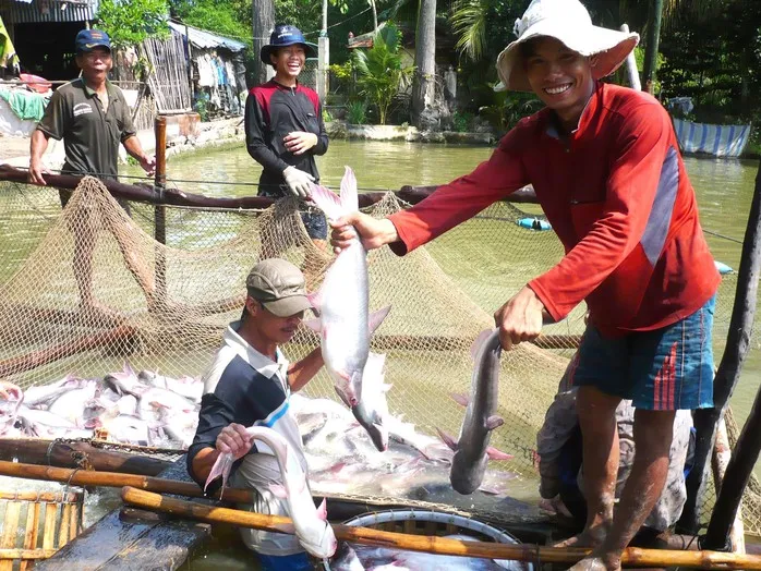 Giá cá tra nguyên liệu giảm - Ảnh 1.