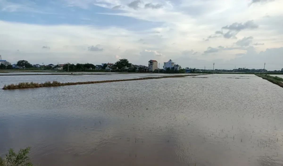 Nam Định, Ninh Bình mưa lớn gây ngập úng gần 50.000 ha lúa mùa - Ảnh 3.