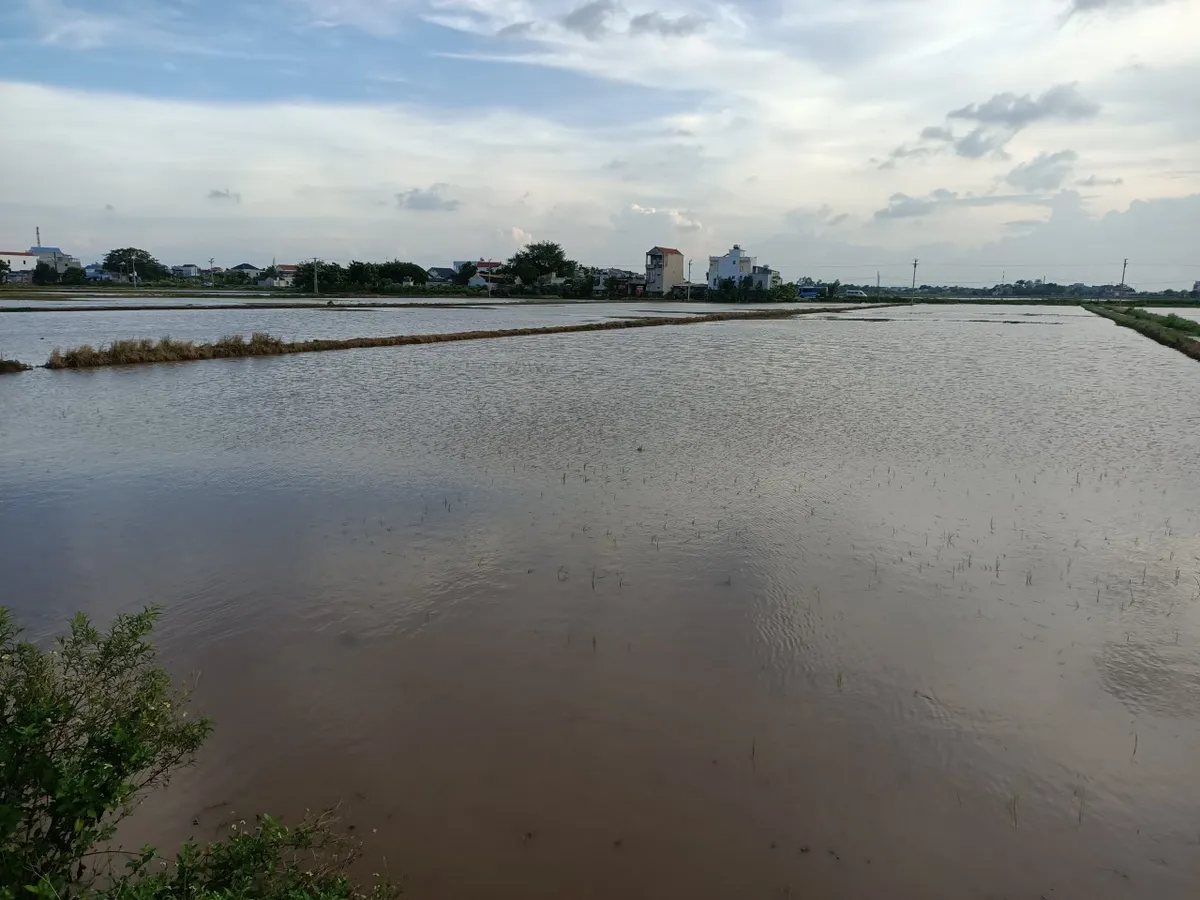 Nam Định, Ninh Bình mưa lớn gây ngập úng gần 50.000 ha lúa mùa - Ảnh 2.