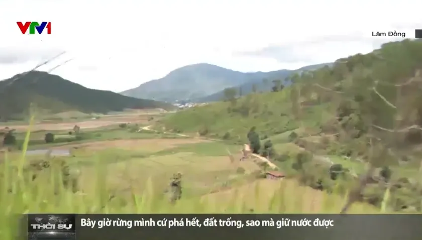 Cho thu&ecirc; rừng l&agrave;m dự &aacute;n kh&ocirc;ng hiệu quả c&ograve;n g&acirc;y mất rừng - Ảnh 1.