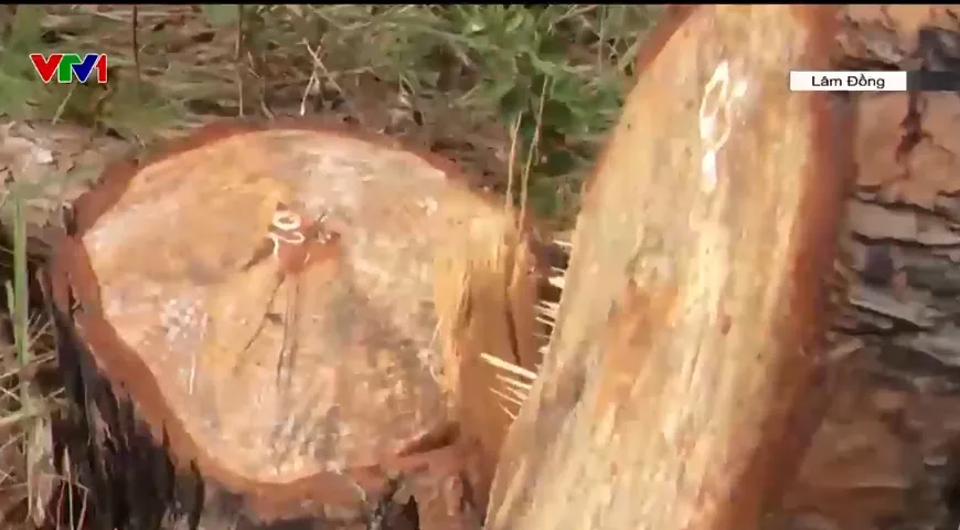 Cho thu&ecirc; rừng l&agrave;m dự &aacute;n kh&ocirc;ng hiệu quả c&ograve;n g&acirc;y mất rừng - Ảnh 3.