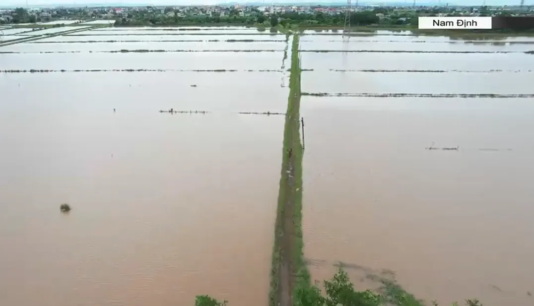 Hàng chục nghìn ha lúa mùa ngập sâu do mưa lớn - Ảnh 1.