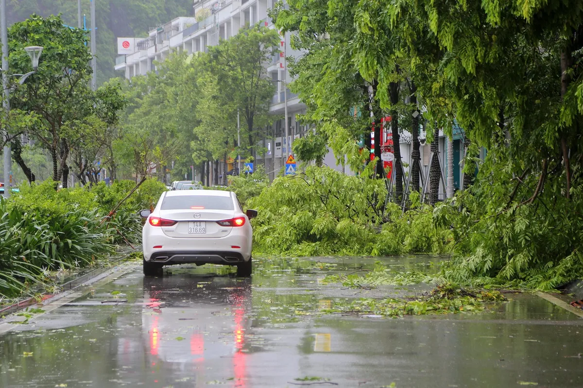 Quảng Ninh đẩy nhanh khắc phục sạt lở, cây đổ nhiều sau bão số 2 - Ảnh 10.