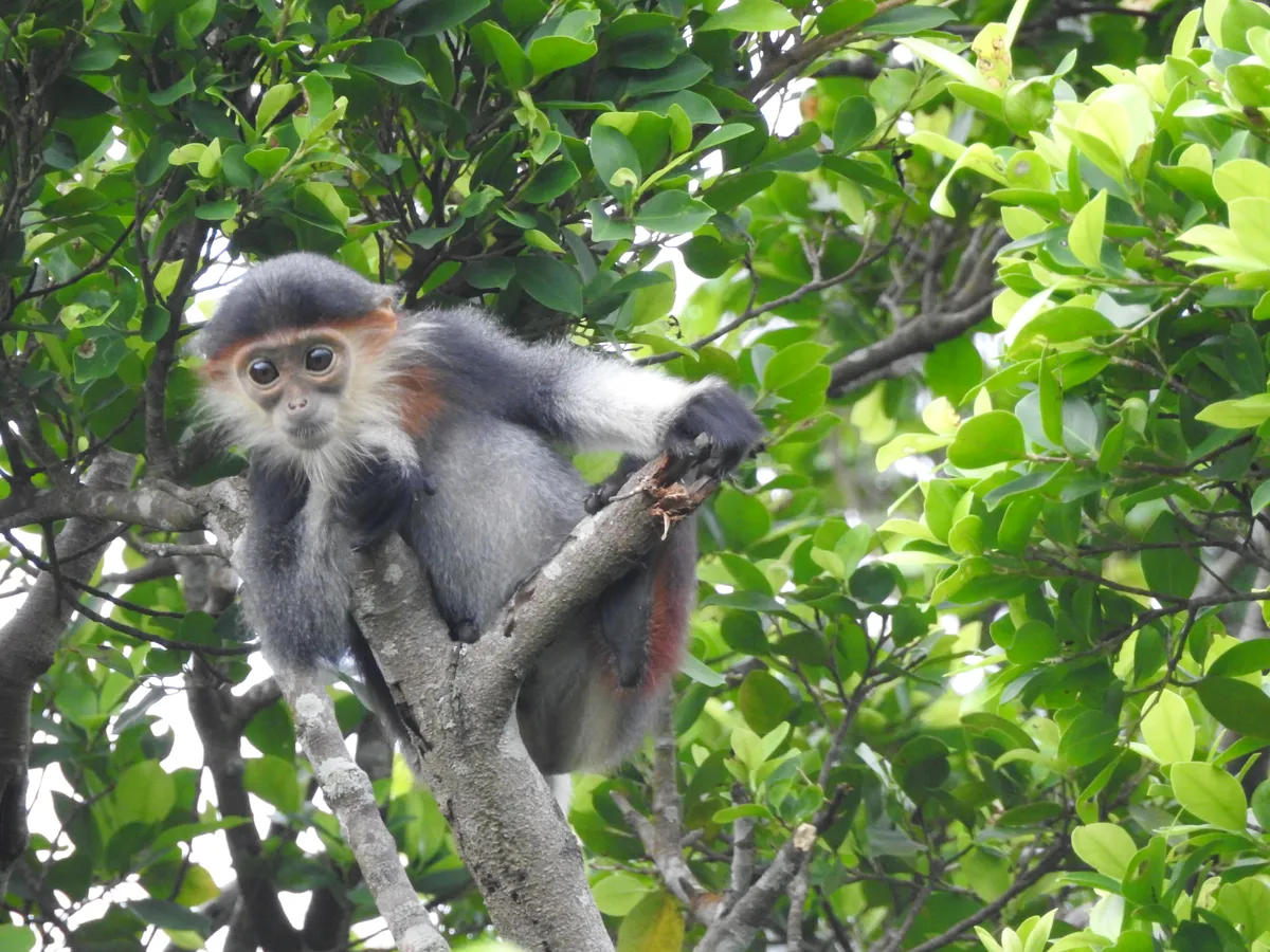 Kh&aacute;m ph&aacute; Vườn quốc gia Vũ Quang - Vườn di sản ASEAN - Ảnh 7.