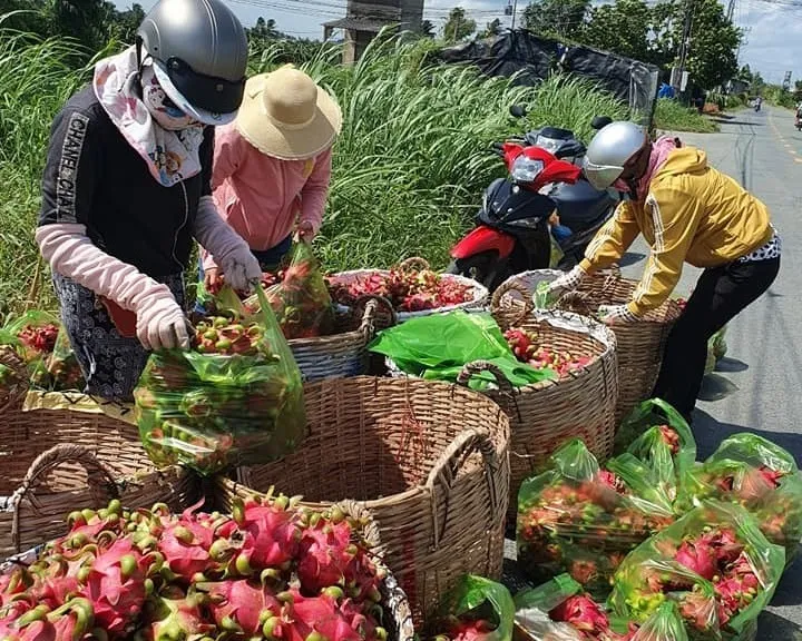 Thanh long được mùa nhưng rớt giá mạnh - Ảnh 2.