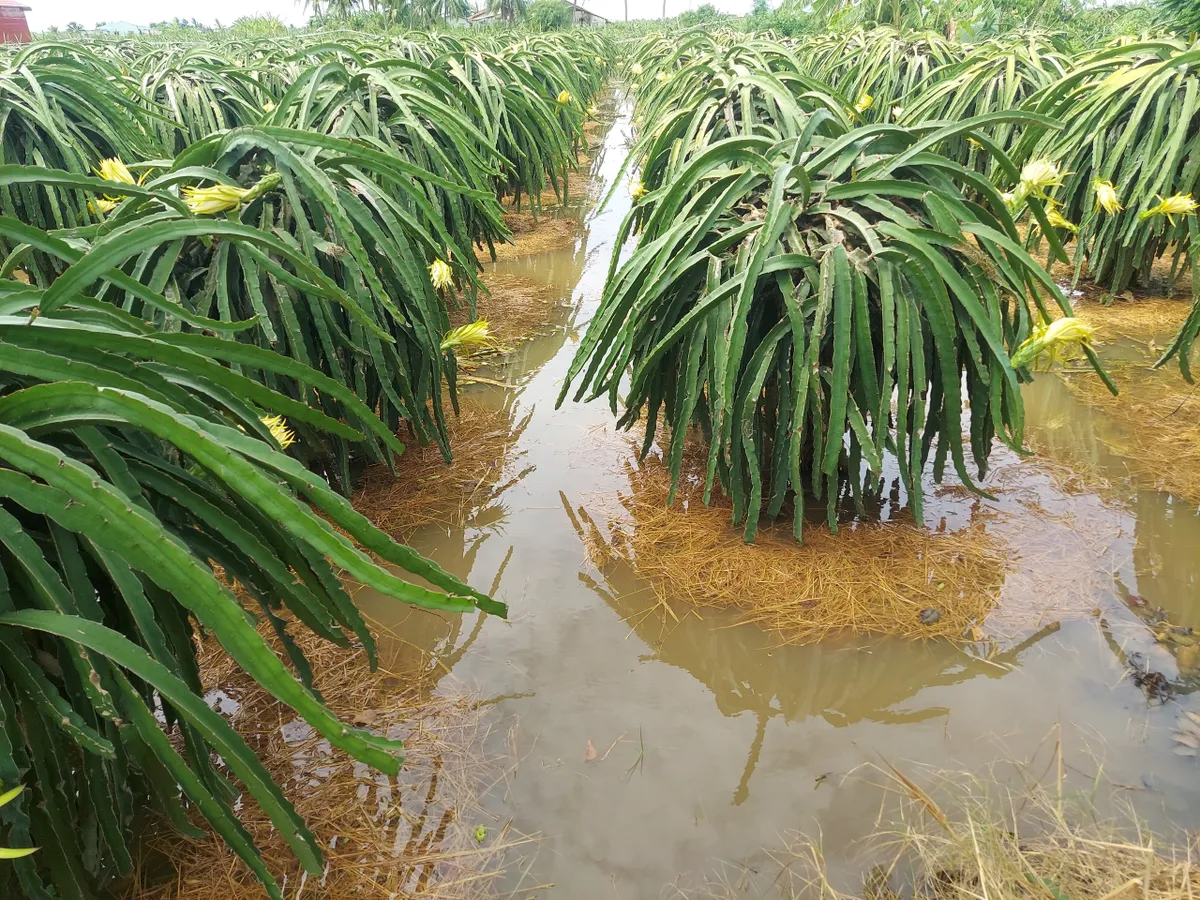 Từ &ldquo;cấp m&atilde; số&rdquo; đến giữ uy t&iacute;n n&ocirc;ng sản Việt - Ảnh 1.