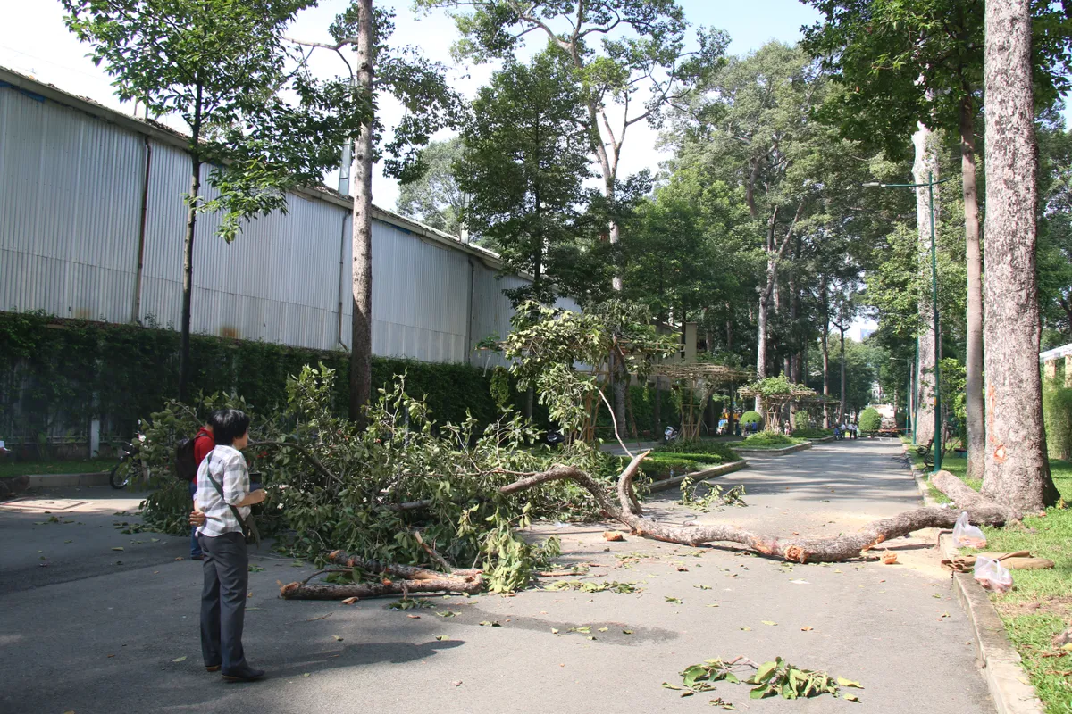 TP Hồ Chí Minh: Gãy cây xanh khiến 2 người chết, 3 người bị thương - Ảnh 2.