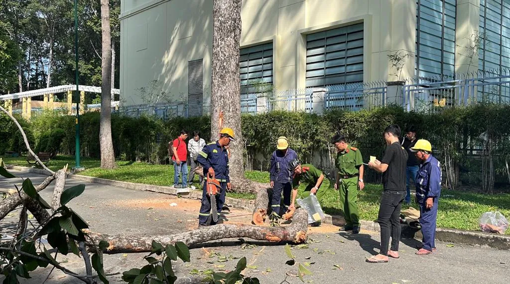 TP Hồ Chí Minh: Gãy cây xanh khiến 2 người chết, 3 người bị thương - Ảnh 1.