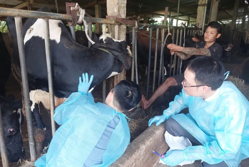 Lâm Đồng tăng cường vệ sinh, tiêu độc khử trùng tại vùng chăn nuôi bò sữa - Ảnh 1.