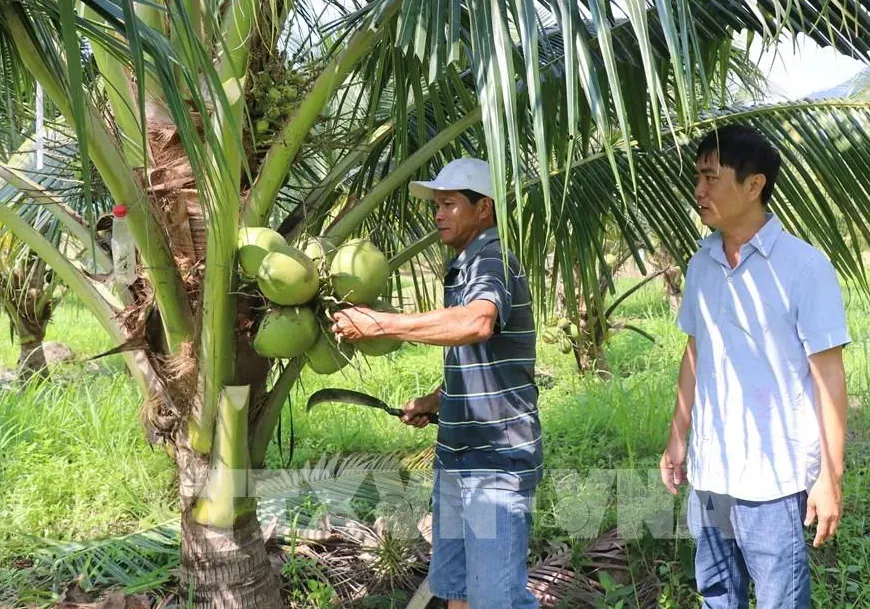 Người dân miền Tây phấn khởi khi dừa tươi được xuất ngoại - Ảnh 2.