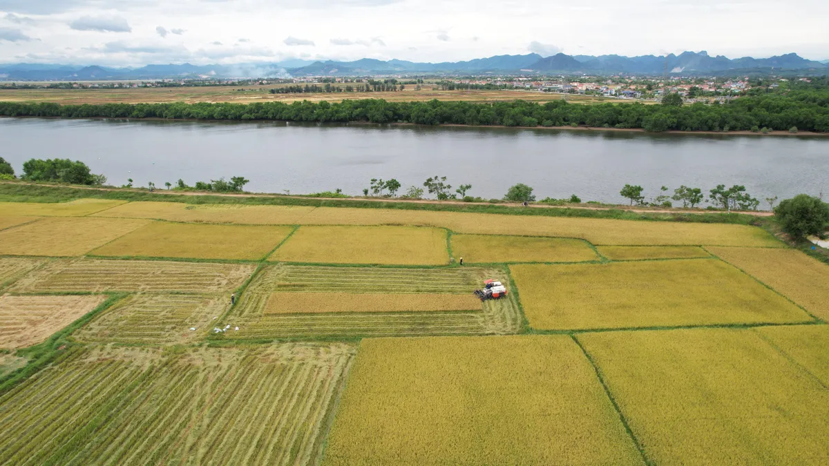 Quảng Bình: Nỗ lực tránh bỏ ruộng hoang vụ Hè – Thu - Ảnh 1.