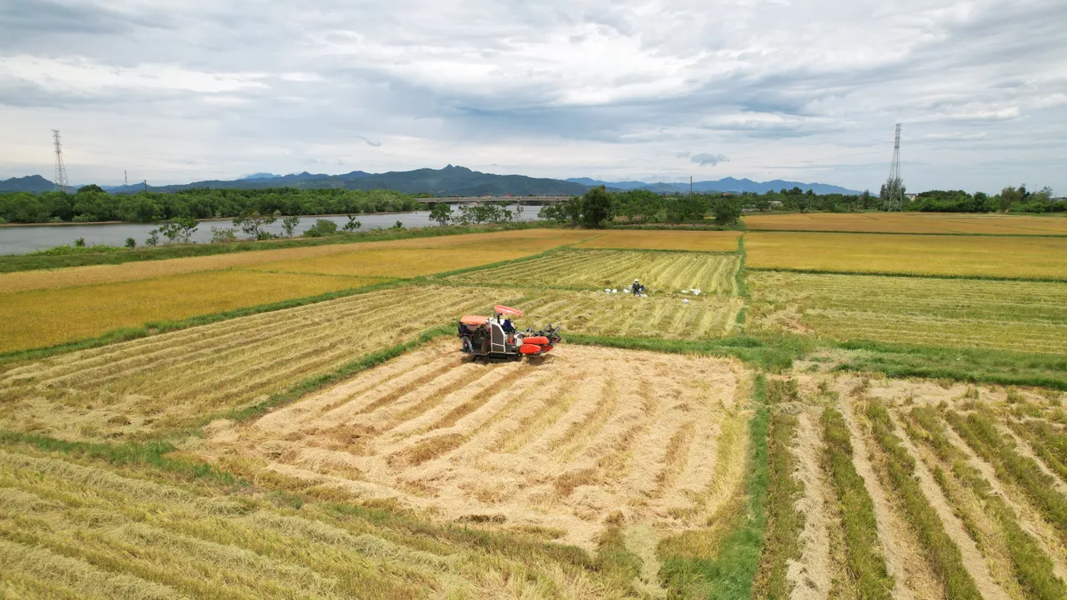 Quảng Bình: Nỗ lực tránh bỏ ruộng hoang vụ Hè – Thu - Ảnh 6.