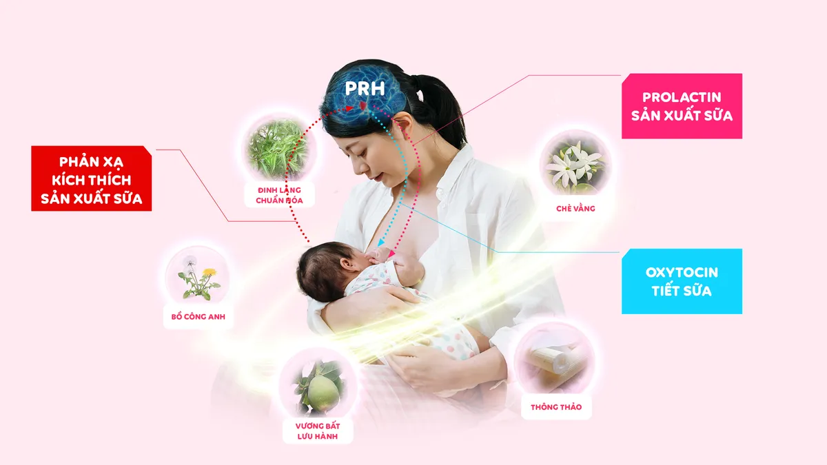CumarGold Mama - Viên uống lợi sữa, hỗ trợ hồi phục sức khỏe cho mẹ sau sinh - Ảnh 3. CumarGold Mama - Viên uống lợi sữa, hỗ trợ hồi phục sức khỏe cho mẹ sau sinh - Ảnh 3.