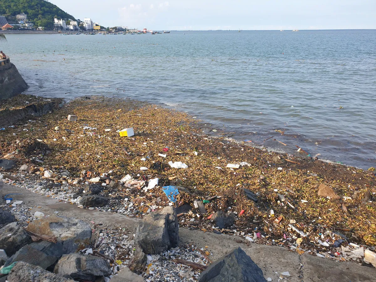 Vũng T&agrave;u: R&aacute;c biển li&ecirc;n tục tấn c&ocirc;ng c&aacute;c b&atilde;i tắm - Ảnh 1.