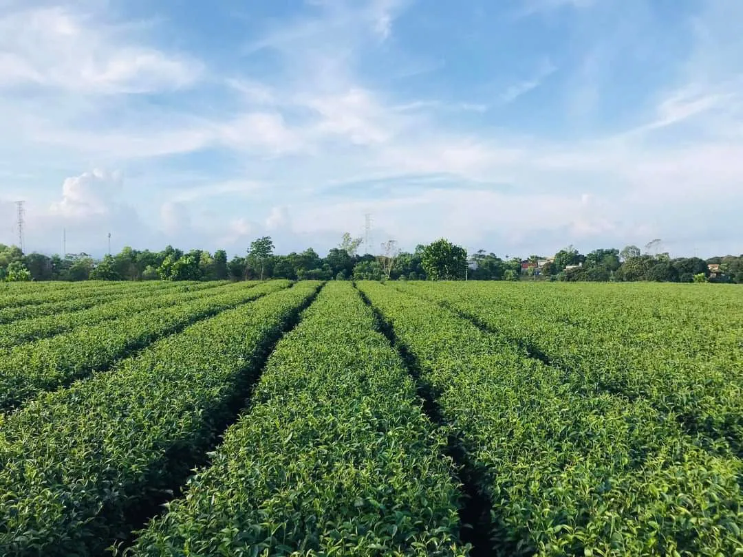 Quảng Ninh: Lần đầu tiên tổ chức lễ hội Trà Đường Hoa tại huyện Hải Hà - Ảnh 6.