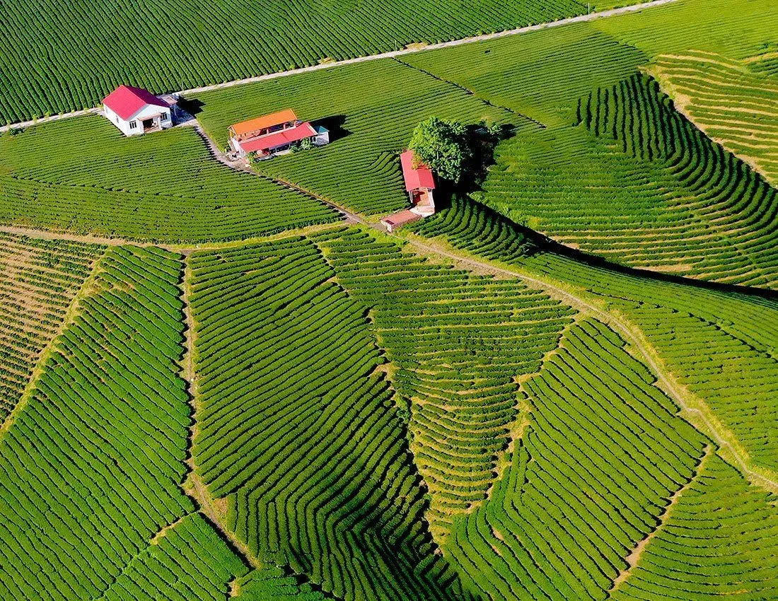 Quảng Ninh: Lần đầu tiên tổ chức lễ hội Trà Đường Hoa tại huyện Hải Hà - Ảnh 3.