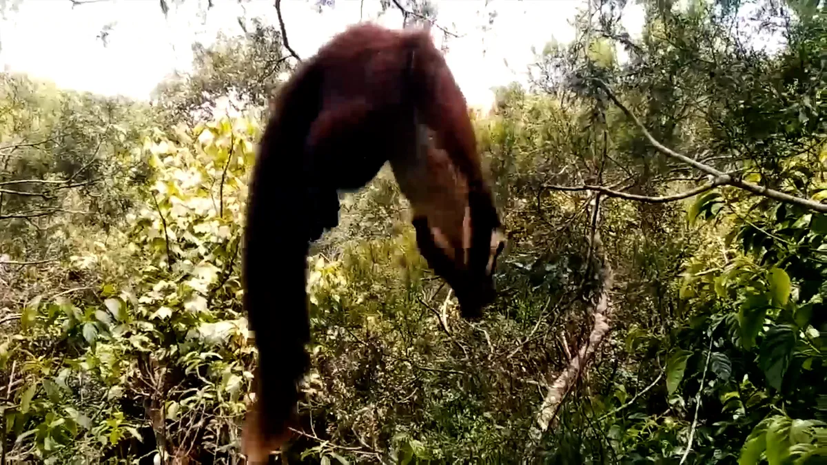 Đồng Nai n&oacute;i kh&ocirc;ng với sử dụng động vật hoang d&atilde; tr&aacute;i ph&eacute;p - Ảnh 2.