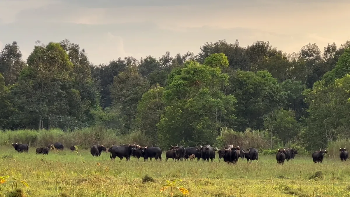Đồng Nai n&oacute;i kh&ocirc;ng với sử dụng động vật hoang d&atilde; tr&aacute;i ph&eacute;p - Ảnh 5.
