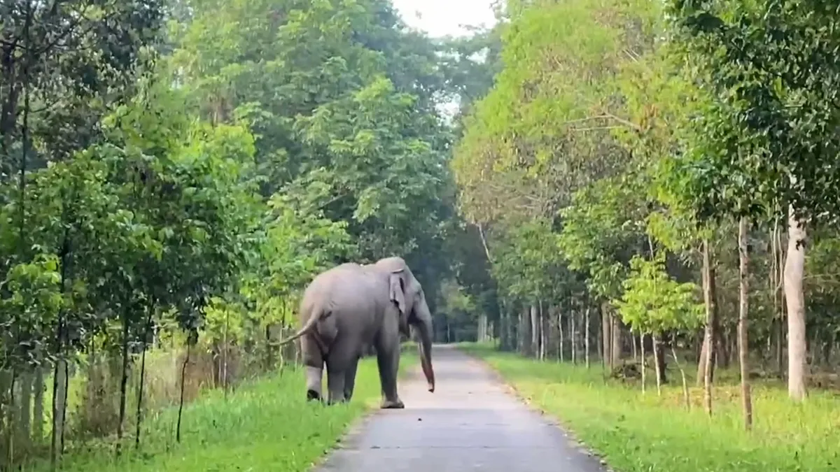 Đồng Nai n&oacute;i kh&ocirc;ng với sử dụng động vật hoang d&atilde; tr&aacute;i ph&eacute;p - Ảnh 4.