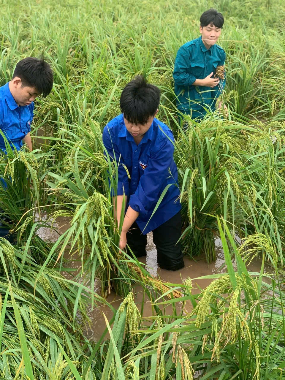 Hà Nội: Đoàn viên, thanh niên xuống đồng “cứu lúa” giúp dân - Ảnh 1.