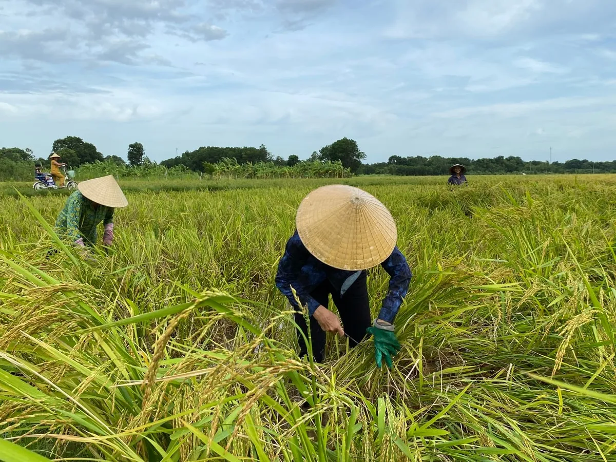 Nông dân Thanh Hóa khẩn trương thu hoạch lúa sau bão số 3 - Ảnh 1.