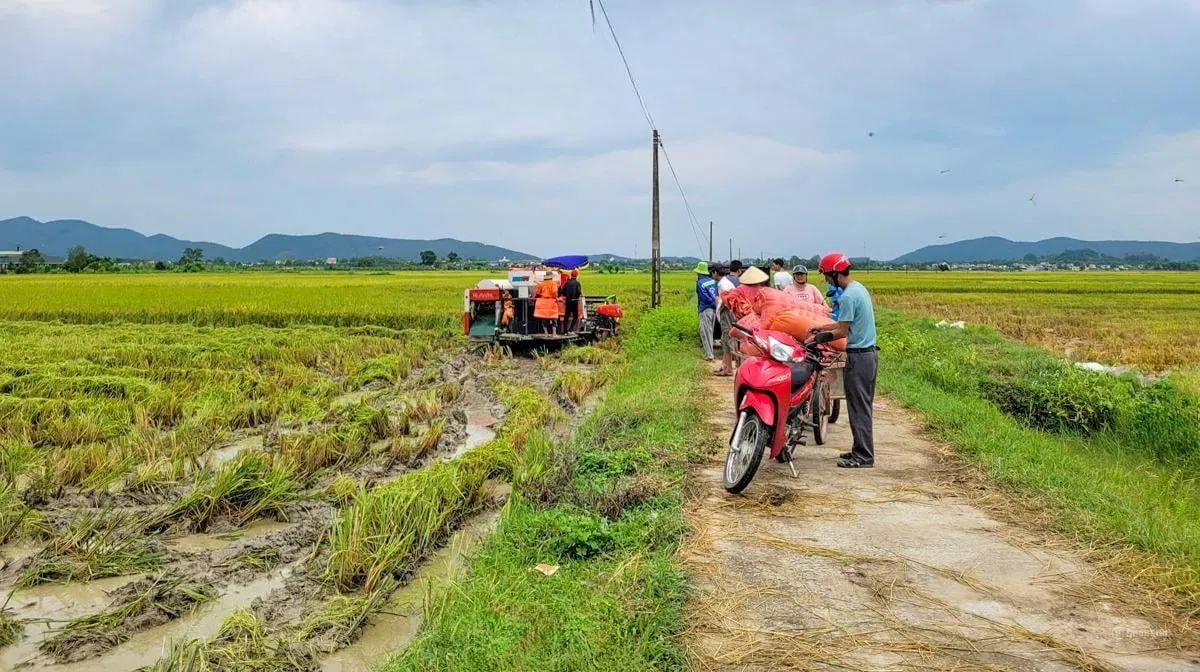 Nông dân Thanh Hóa khẩn trương thu hoạch lúa sau bão số 3 - Ảnh 6.