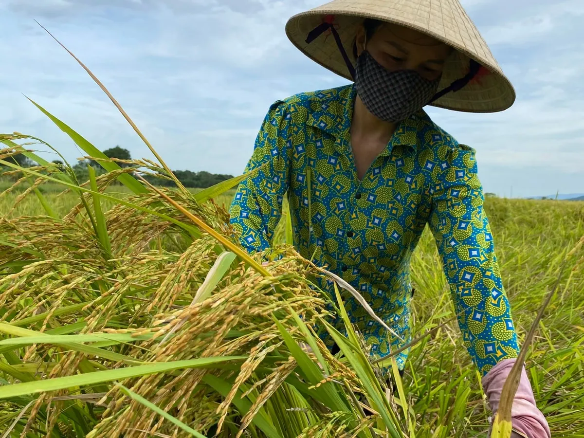 Nông dân Thanh Hóa khẩn trương thu hoạch lúa sau bão số 3 - Ảnh 2.