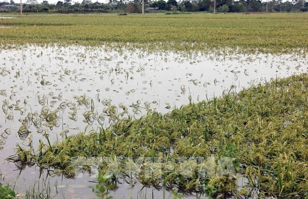 Trên 137.000 ha lúa và hoa màu bị ngập úng và hư hại do ảnh hưởng bão số 3 - Ảnh 1.