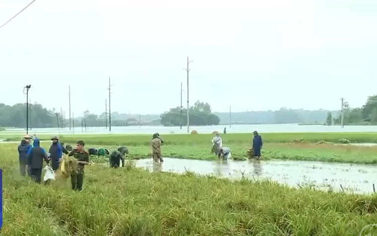 Người dân ngoại thành Hà Nội gặt lúa sớm, chạy đua chống lũ - Ảnh 2.