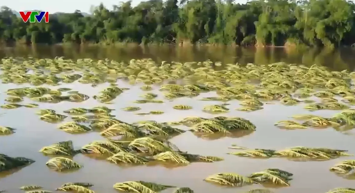 Gần 2.000 ha cây trồng tại Hạ Hòa (Phú Thọ) mất trắng sau mưa lũ - Ảnh 1.