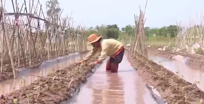 Nông dân Hưng Yên nhanh chóng khôi phục sản xuất sau bão lũ - Ảnh 1.