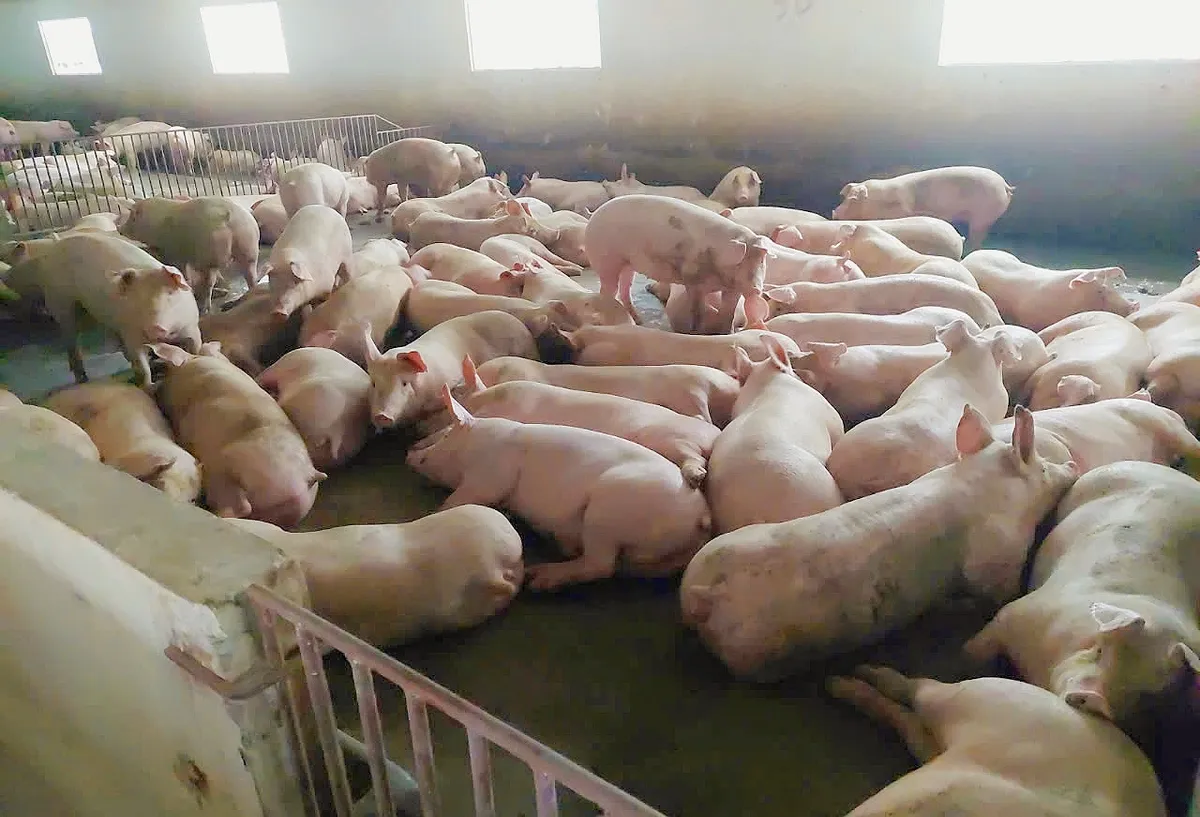 Bước tiến mới trong kiểm so&aacute;t bệnh heo tai xanh - Ảnh 1.