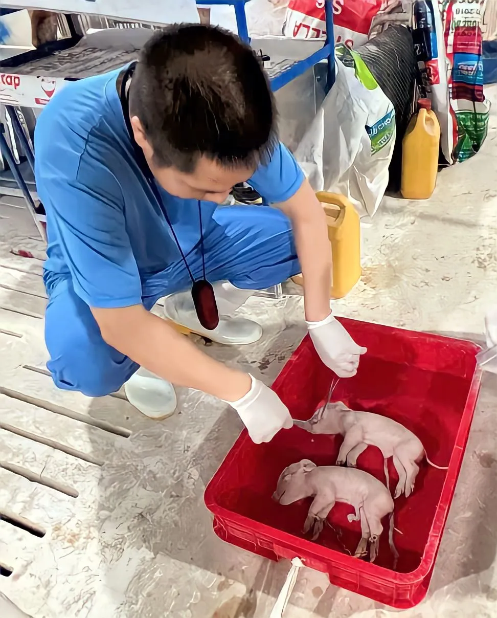 Bước tiến mới trong kiểm so&aacute;t bệnh heo tai xanh - Ảnh 2.