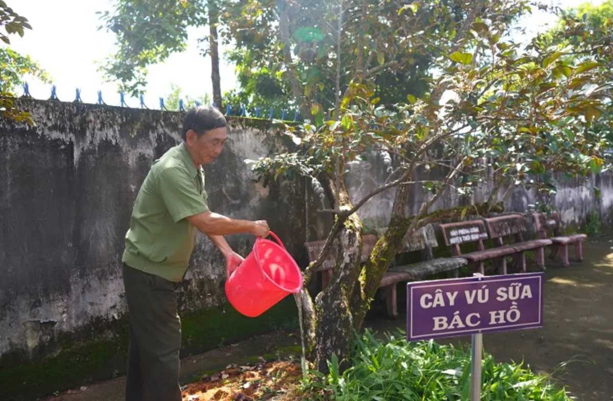 Cà Mau: Trùng tu, nâng cấp bia kỉ niệm Cây vú sữa miền Nam với Bác Hồ - Ảnh 1.