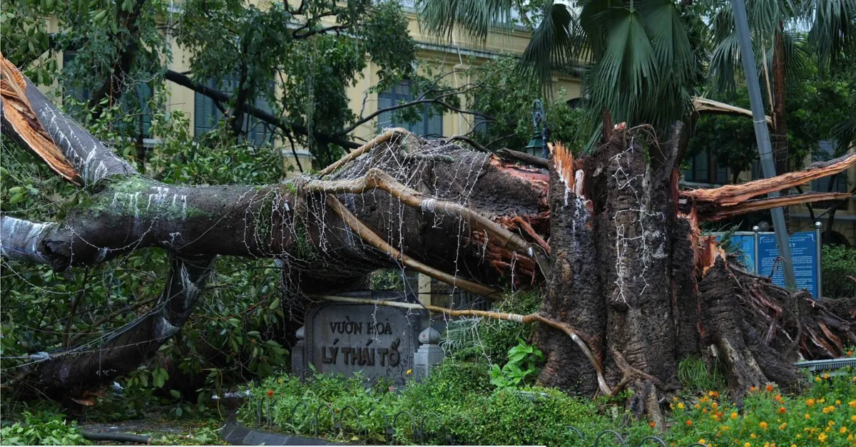 Nỗ lực t&aacute;i thiết c&acirc;y xanh, kh&ocirc;i phục lại diện mạo cho thủ đ&ocirc; H&agrave; Nội - Ảnh 1.