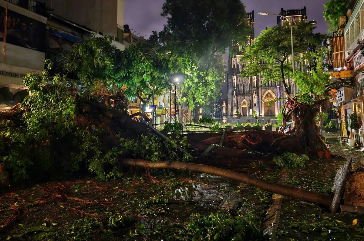 Nỗ lực t&aacute;i thiết c&acirc;y xanh, kh&ocirc;i phục lại diện mạo cho thủ đ&ocirc; H&agrave; Nội - Ảnh 2.